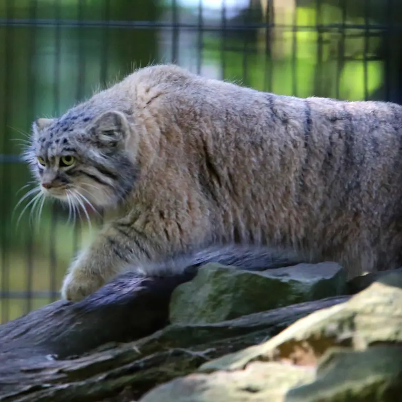 A photograph of Tsas in Kraków Zoo