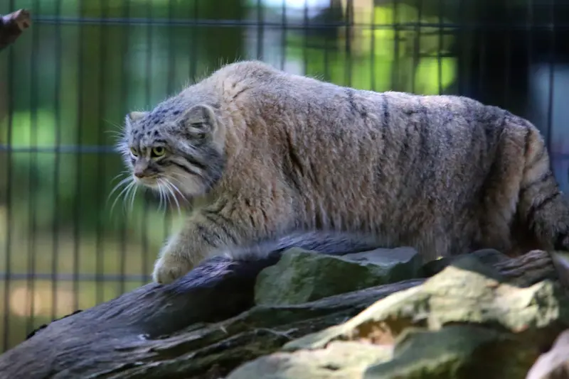 A photograph of Tsas in Kraków Zoo