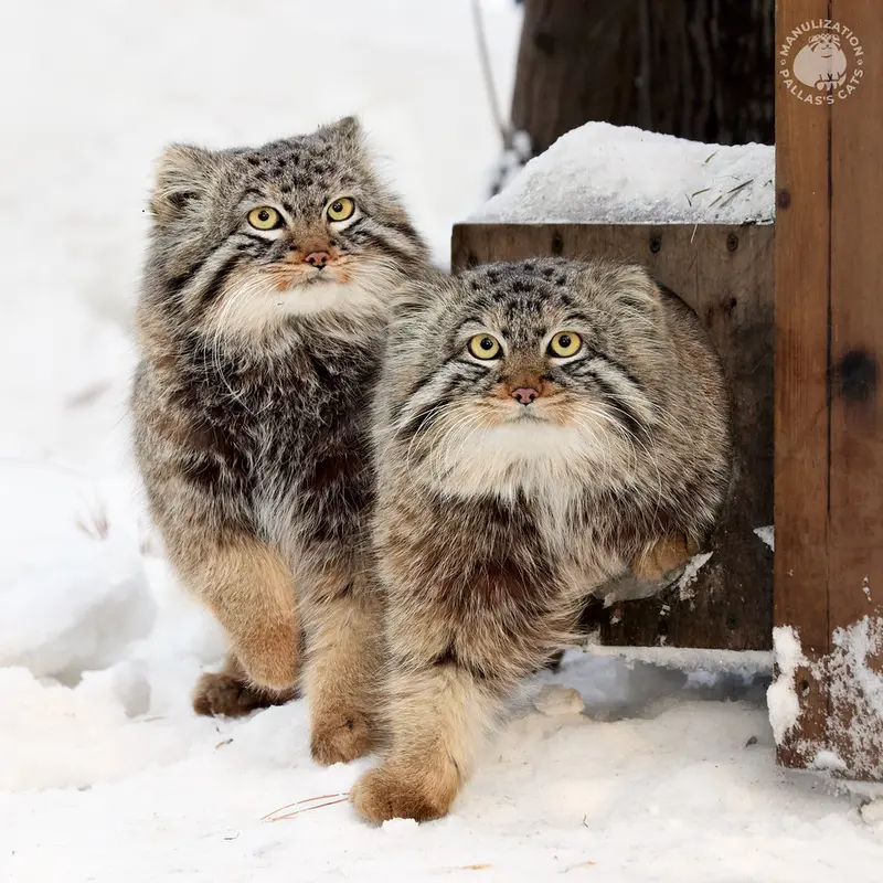 A photograph of Leon and Bruce in Novosibirsk Zoo