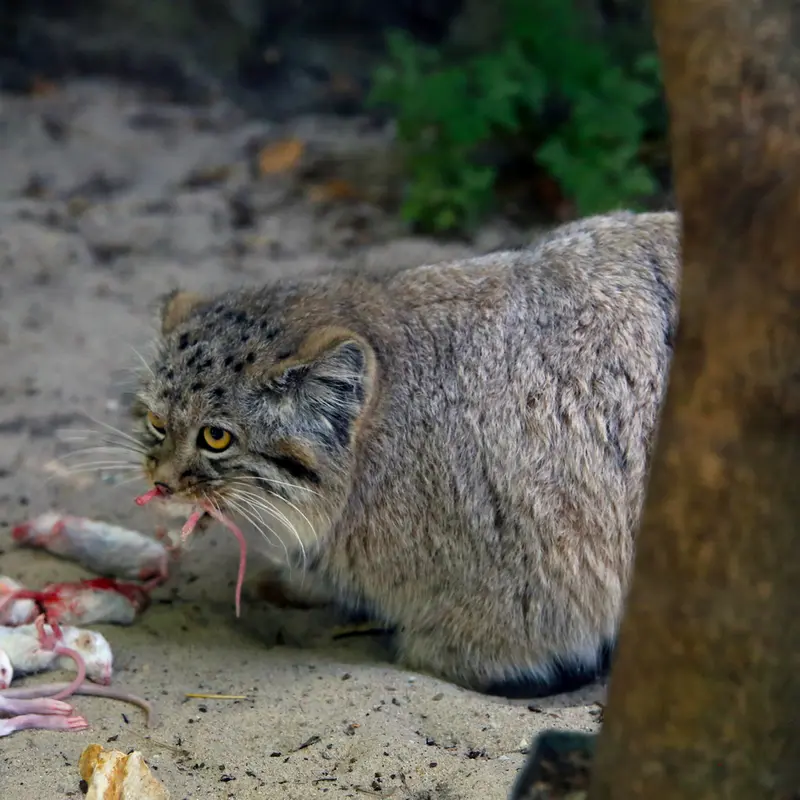 A photograph of Kitten of Alani b.2026 Ⅰ in Košice Zoo