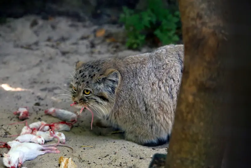 A photograph of Kitten of Alani b.2026 Ⅰ in Košice Zoo