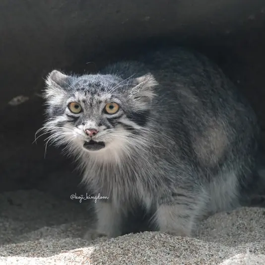 A photograph of Az in Kobe Animal Kingdom