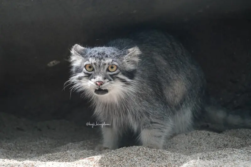 A photograph of Az in Kobe Animal Kingdom