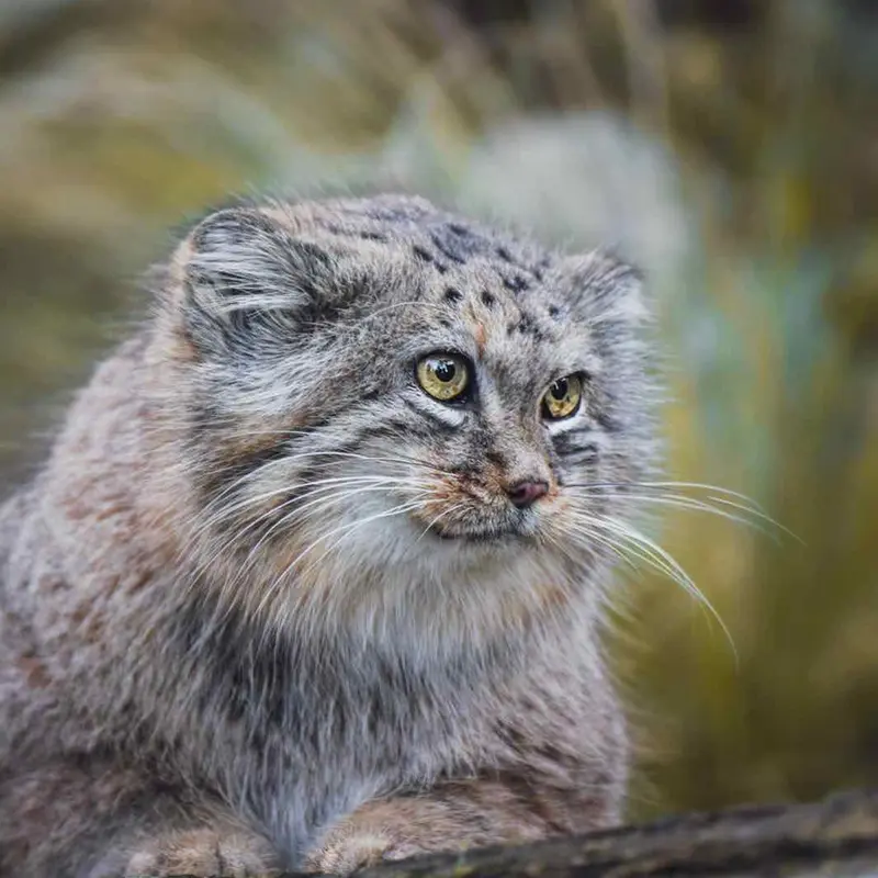 A photograph of a Pallas's cat in Wrocław Zoo