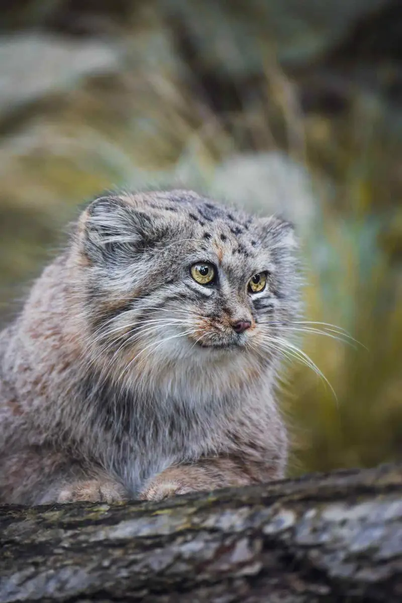 A photograph of a Pallas's cat in Wrocław Zoo
