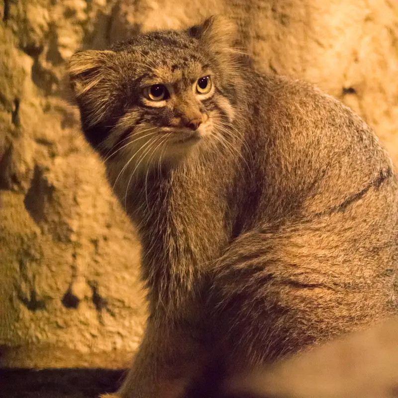 A photograph of Figa in Nogeyama Zoo