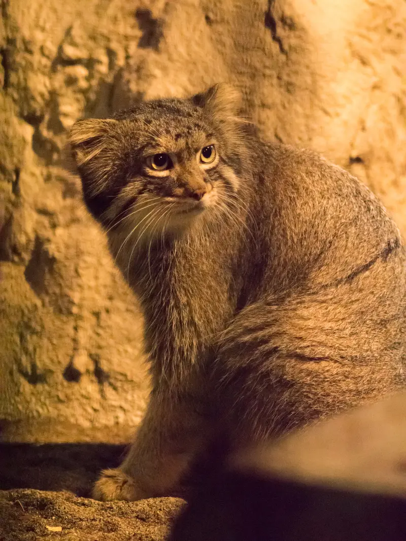 A photograph of Figa in Nogeyama Zoo