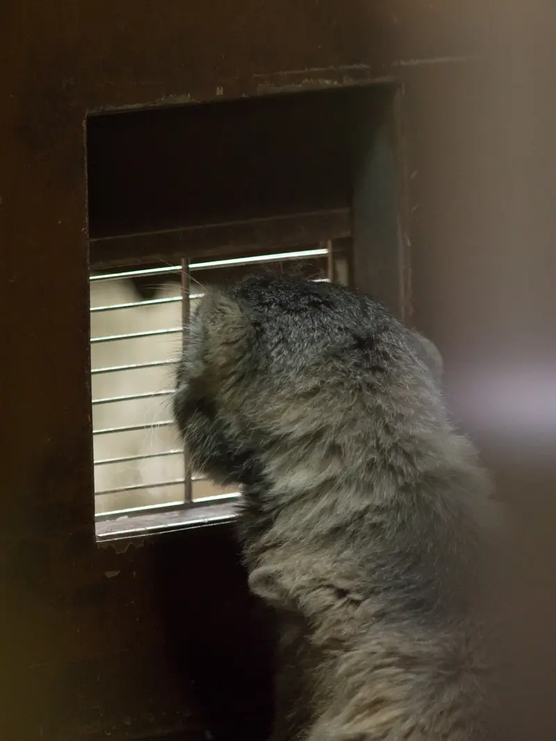 A photograph of Primula in Ueno Zoological Gardens