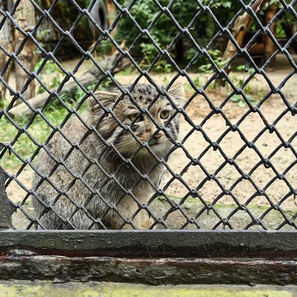 A photograph of Ginger in Novosibirsk Zoo
