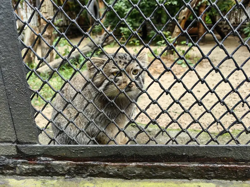 A photograph of Ginger in Novosibirsk Zoo