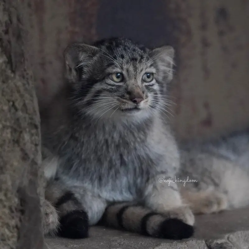 A photograph of Nagi in Kobe Animal Kingdom
