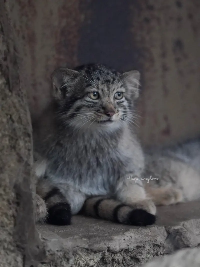 A photograph of Nagi in Kobe Animal Kingdom