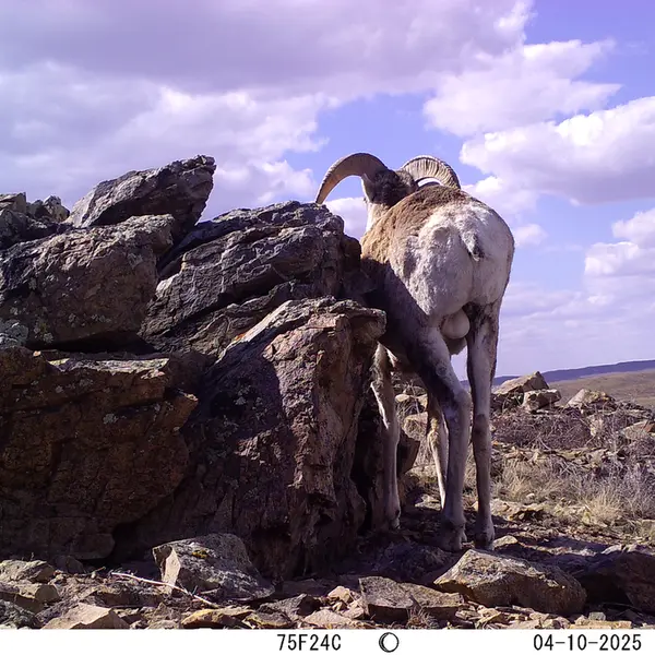 A photograph of Argali from Karashoky camera trap