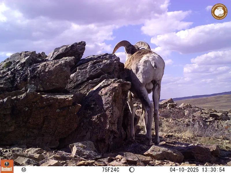 A photograph of Argali from Karashoky camera trap