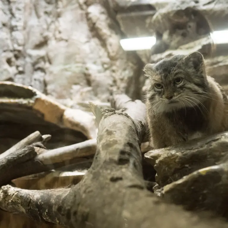 A photograph of Primula in Ueno Zoological Gardens