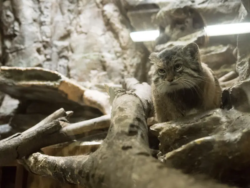 A photograph of Primula in Ueno Zoological Gardens