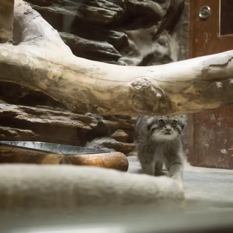 A photograph of Klyon in Ueno Zoological Gardens
