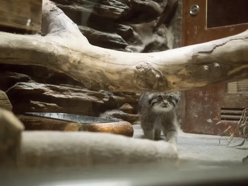 A photograph of Klyon in Ueno Zoological Gardens
