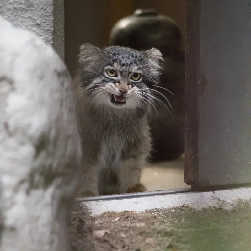 A photograph of Figa in Nogeyama Zoo