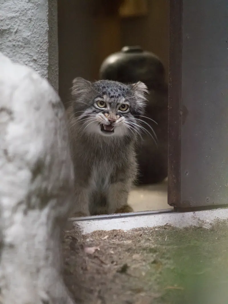 A photograph of Figa in Nogeyama Zoo