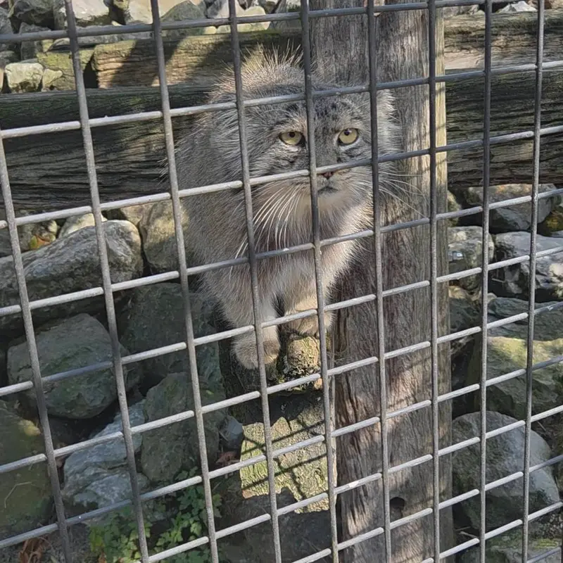 A photograph of Aldan in Zie-Zoo