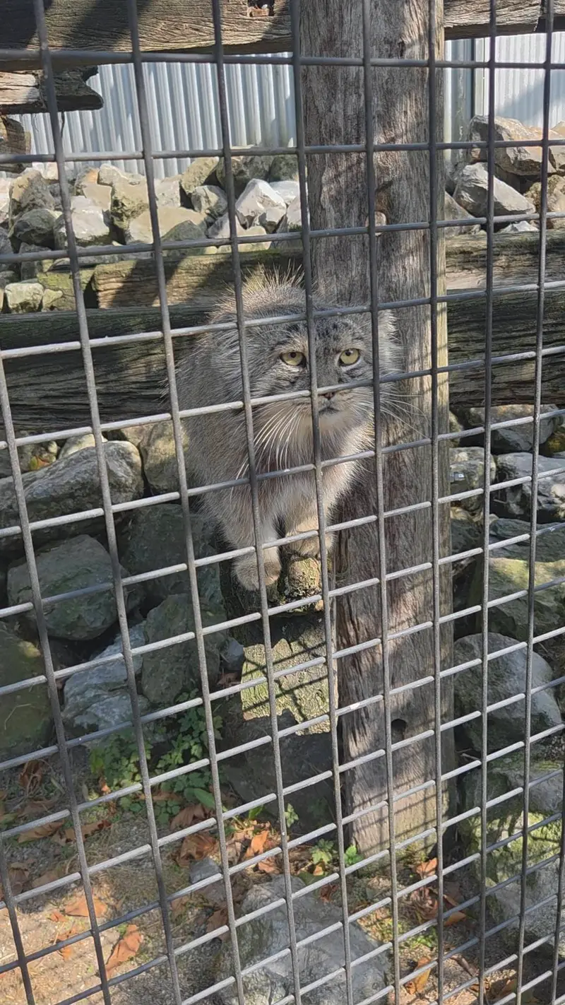 A photograph of Aldan in Zie-Zoo
