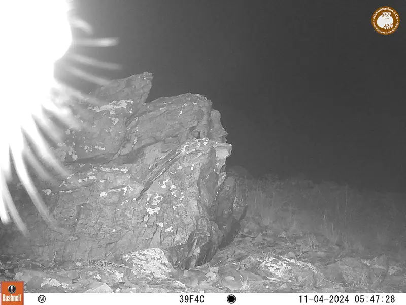 A photograph of a Pallas&#039;s cat from Karashoky camera trap