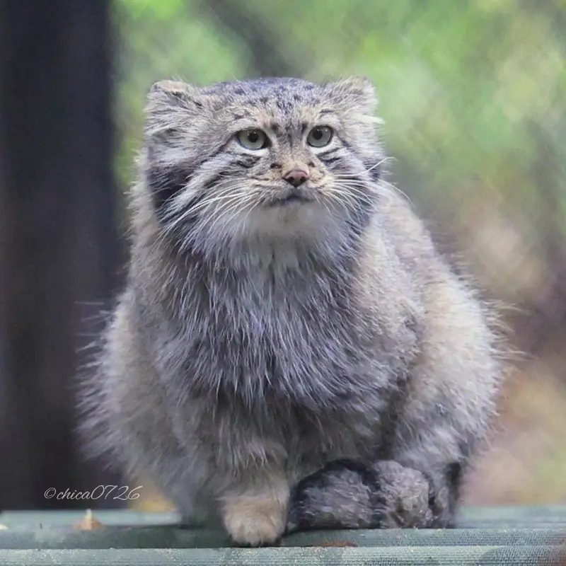 A photograph of Snezhana in Novosibirsk Zoo