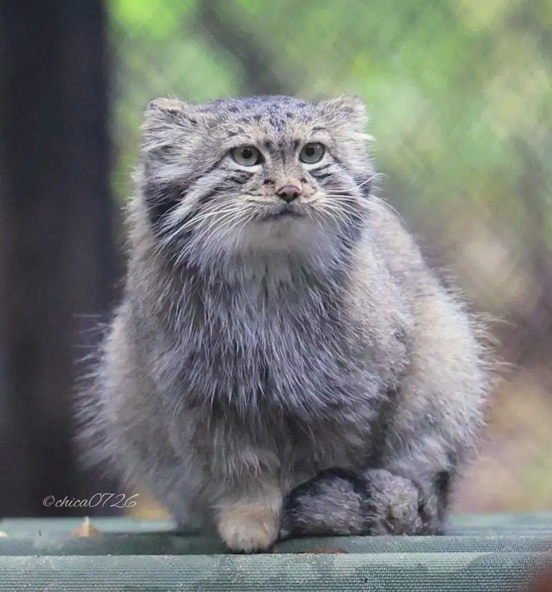 A photograph of Snezhana in Novosibirsk Zoo