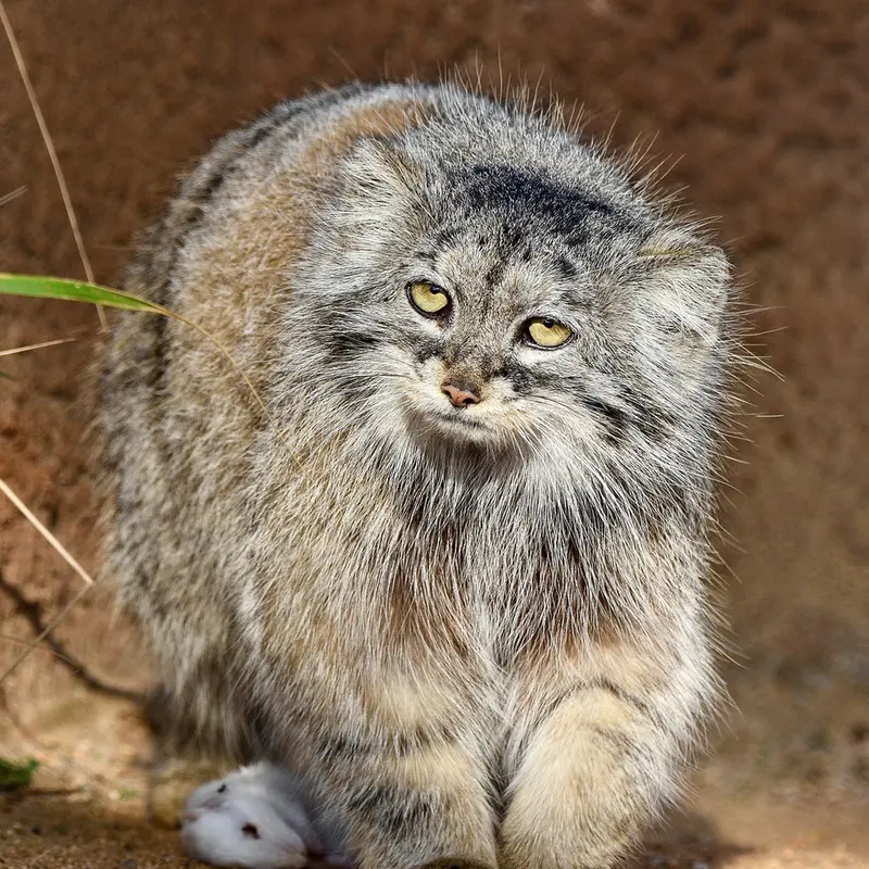 A photograph of Prinsessa in Prague Zoo
