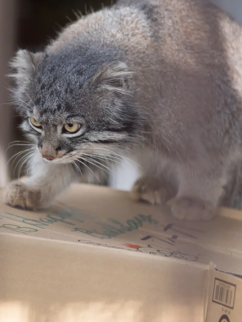 A photograph of a Pallas's cat