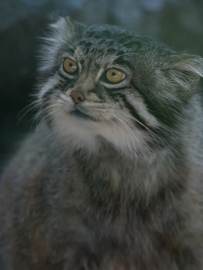A photograph of Grusha in Asahiyama Zoo