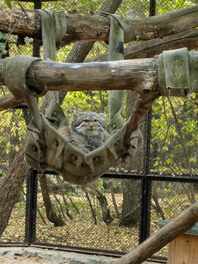 A photograph of a Pallas's cat in Novosibirsk Zoo