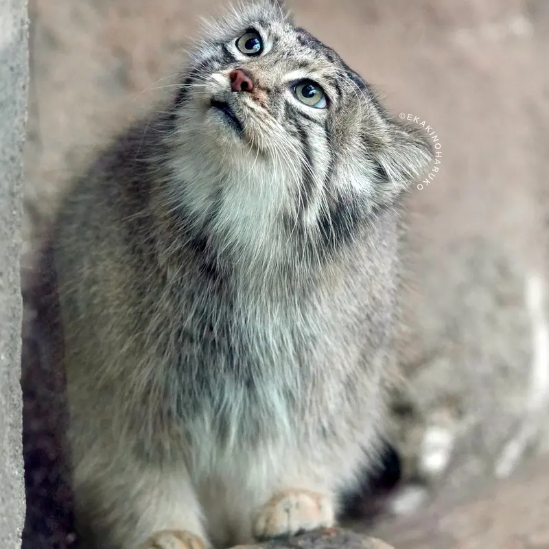 A photograph of Az in Kobe Animal Kingdom