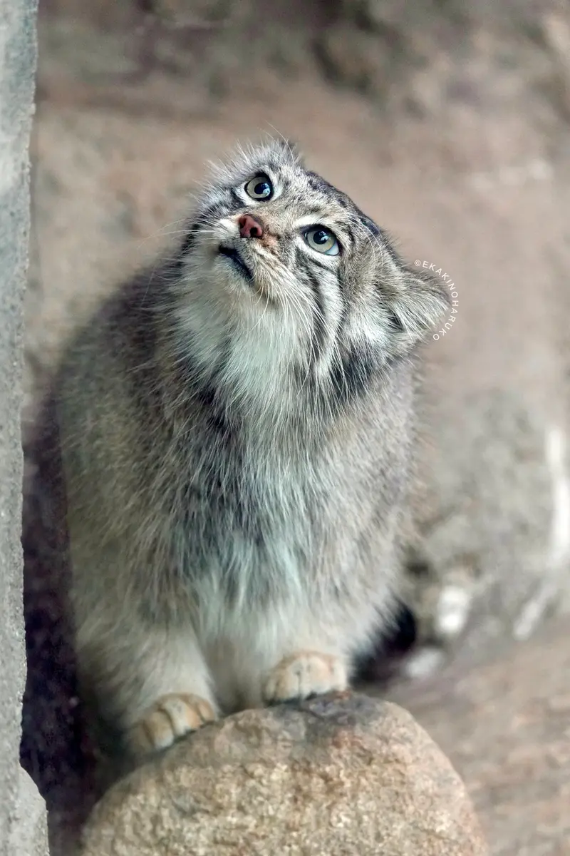 A photograph of Az in Kobe Animal Kingdom