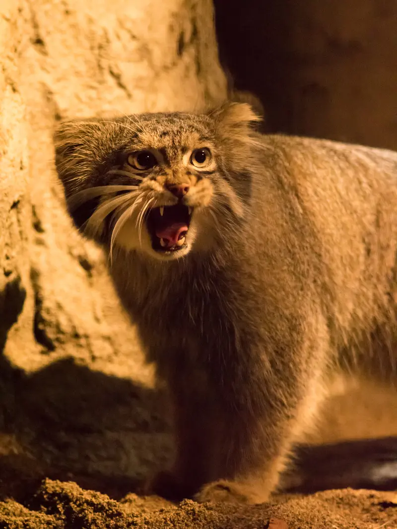 A photograph of Figa in Nogeyama Zoo