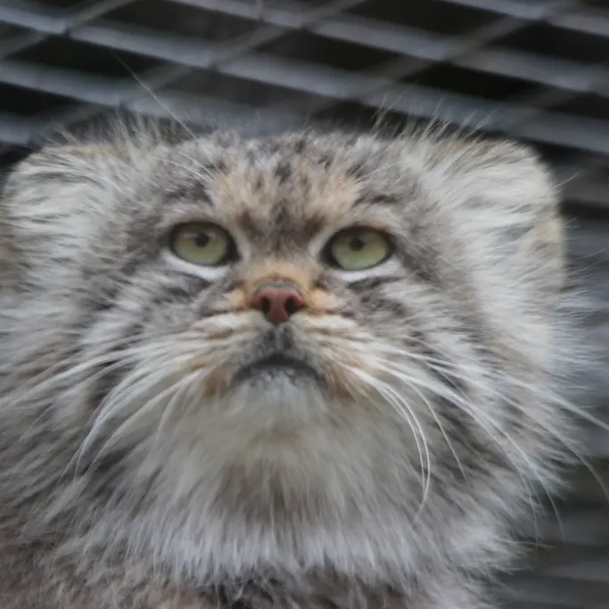 A photograph of Buck in Banham Zoo