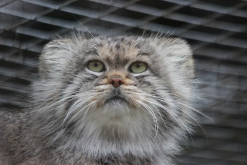 A photograph of Buck in Banham Zoo
