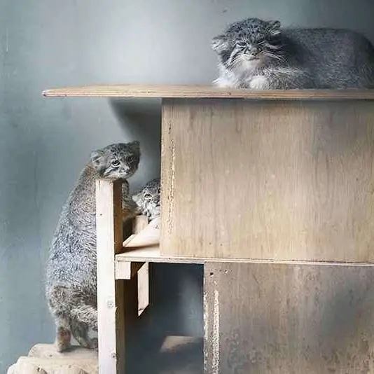 A photograph of Klyon, Nar, and Minya in Ueno Zoological Gardens