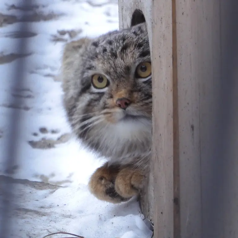 A photograph of Mensu in Novosibirsk Zoo