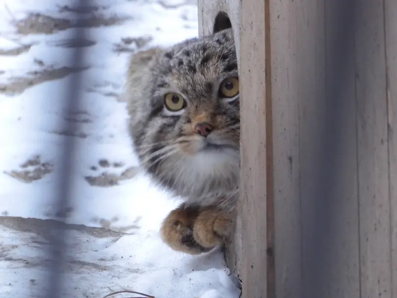 A photograph of Mensu in Novosibirsk Zoo