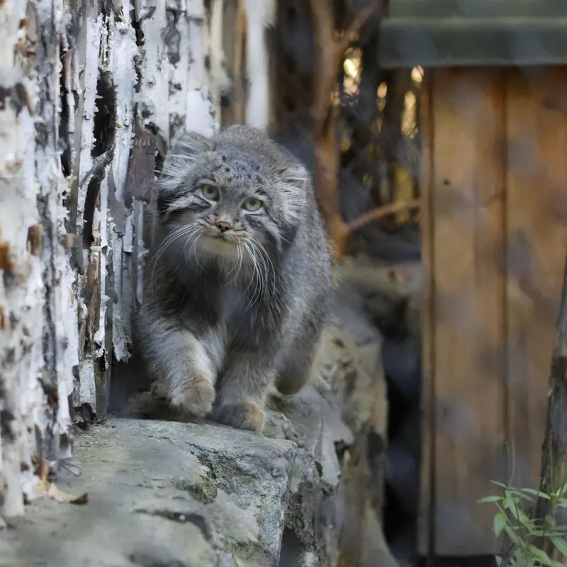 A photograph of Grey in Novosibirsk Zoo