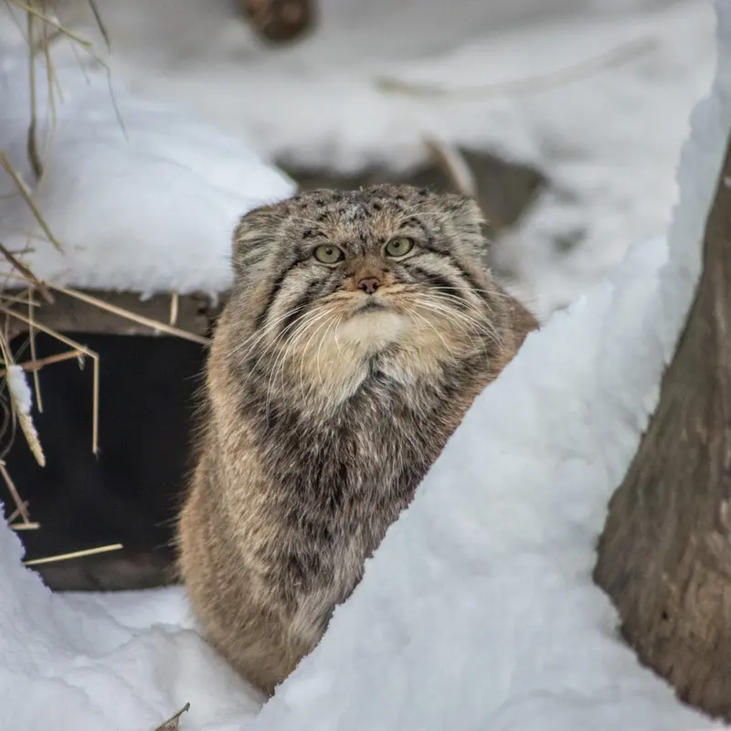 A photograph of Khvostik in Novosibirsk Zoo