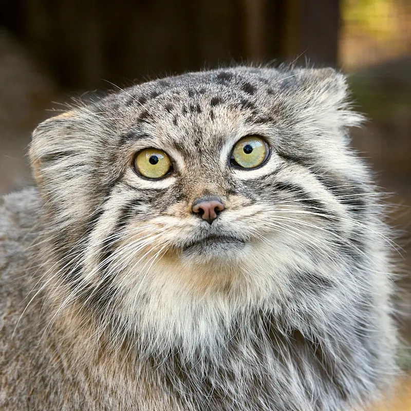 Siberian girl the Pallas's cat from Chomutov Zoo