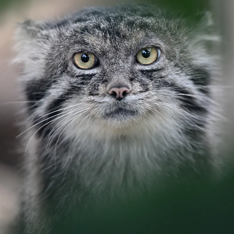 A photograph of Nar in Kobe Animal Kingdom