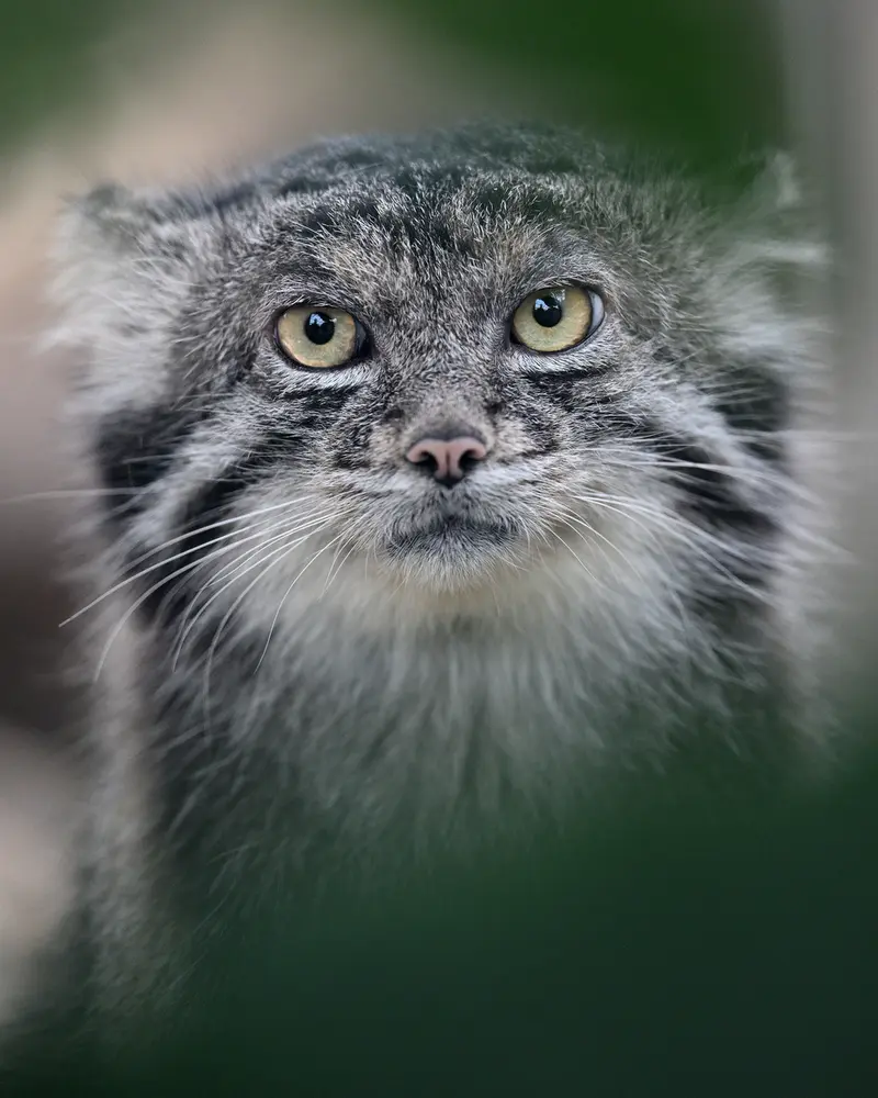 A photograph of Nar in Kobe Animal Kingdom
