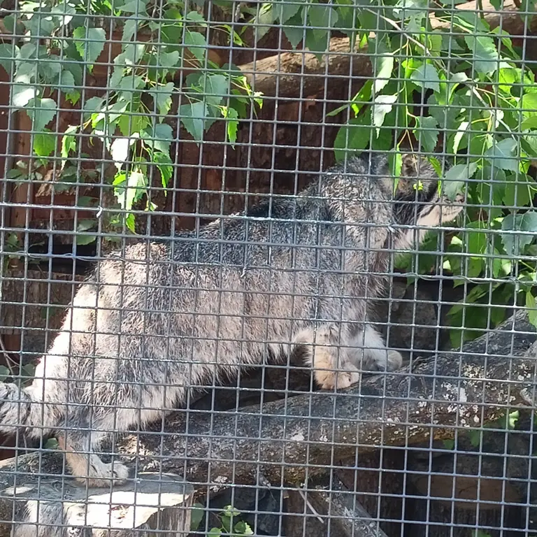 A photograph of Sven in Leningrad zoo