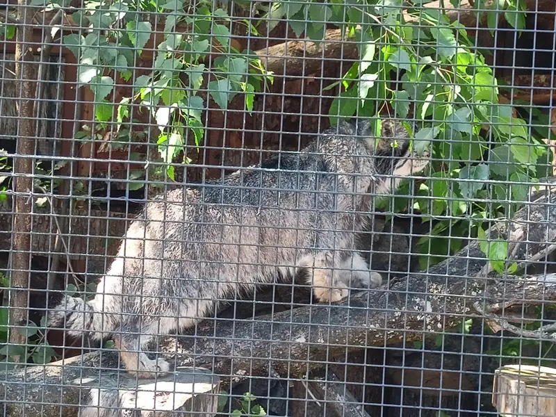 A photograph of Sven in Leningrad zoo