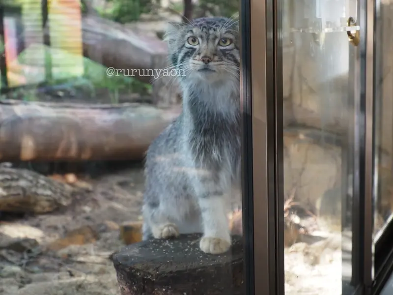A photograph of Nagomu in Nasu Animal Kingdom