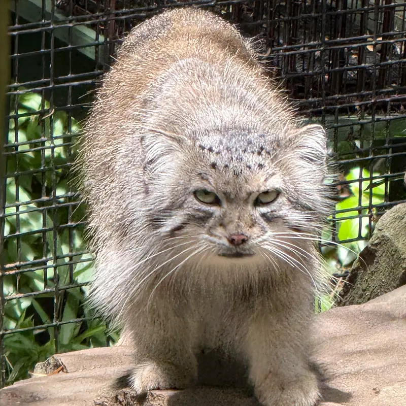 A photograph of Ceba in Smithsonian's National Zoo